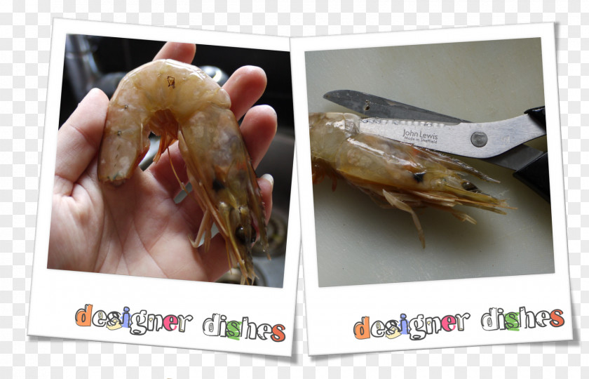 Prawn Animal Source Foods Seafood Fauna Decapoda Organism PNG