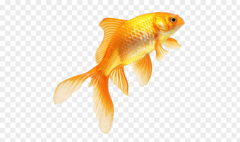 Real Fish Transparent Image Goldfish PNG