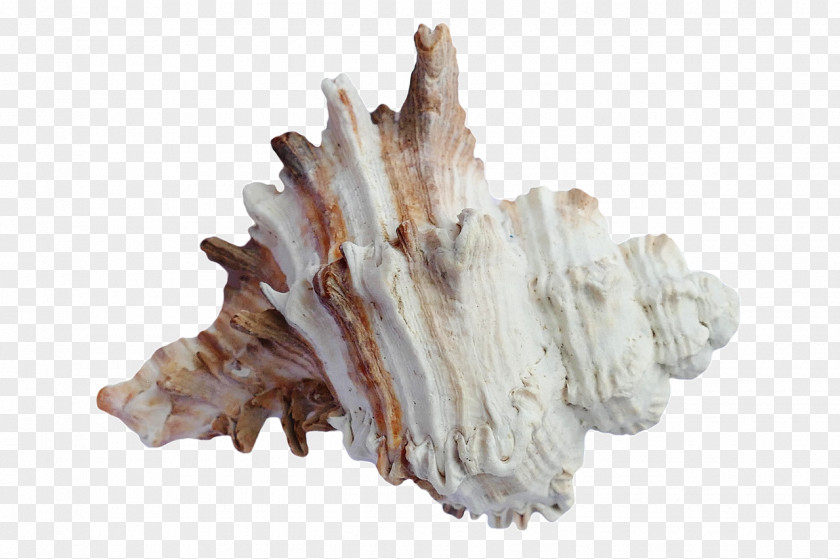 Sand Seashell Beach PNG