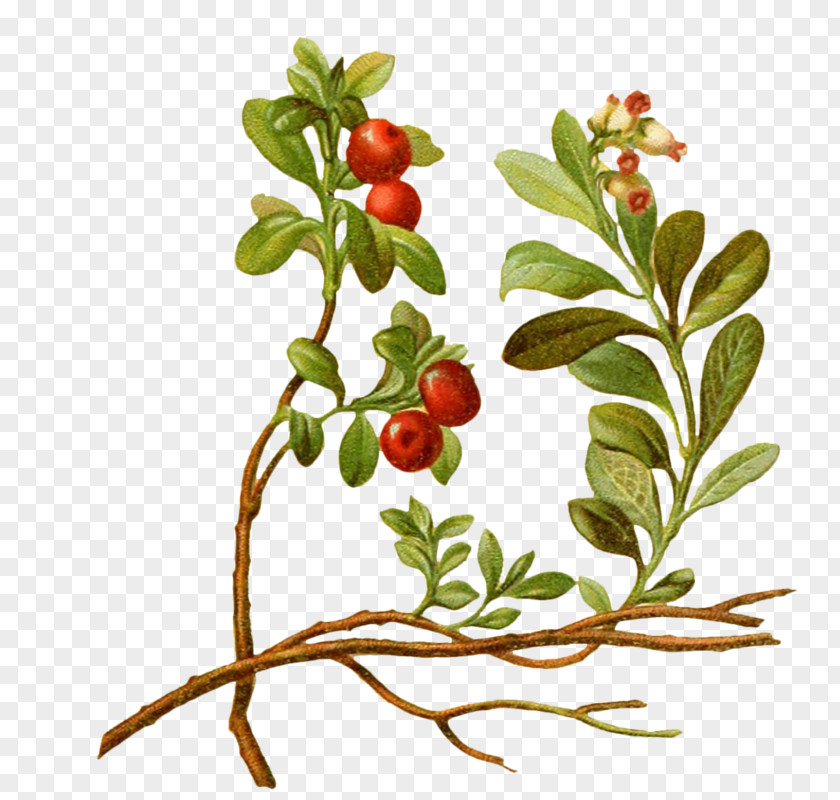 Cartoon Cherry Tree Lingonberry Vaccinium Macrocarpon Plant PNG
