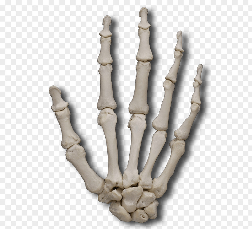 Finger Metacarpal Bones Phalanx Bone PNG