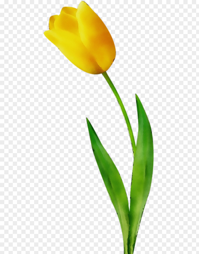 Flower Tulip Plant Yellow Leaf PNG