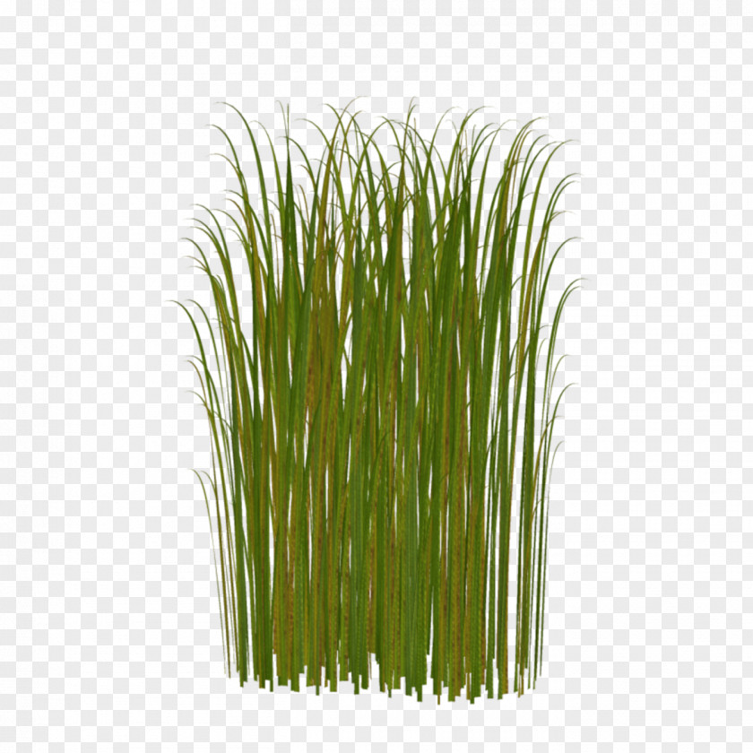 Grass Pogonarthria Squarrosa Free Content Clip Art PNG