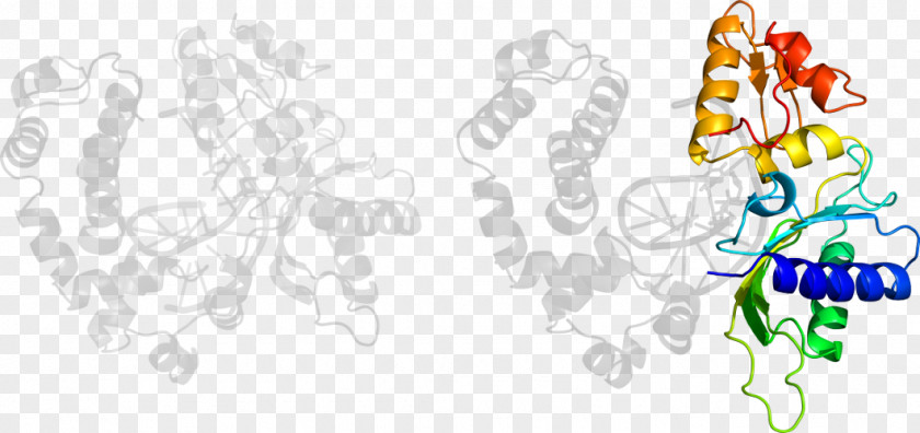 Illustration Clip Art Organism Product PNG