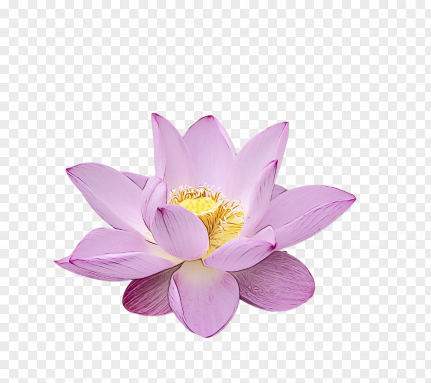 Sacred Lotus Purple Lotus-m PNG