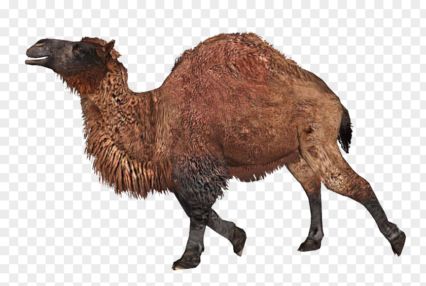 Titanotylopus Dromedary Bactrian Camel Zoo Tycoon 2: Extinct Animals PNG