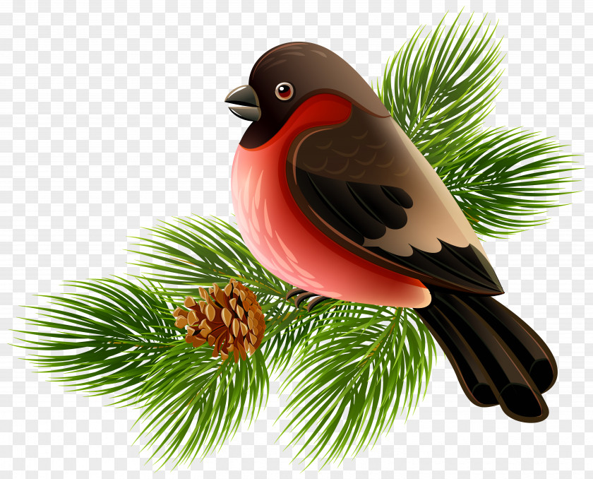 Bird And Pine Branch Clipart Image Clip Art PNG