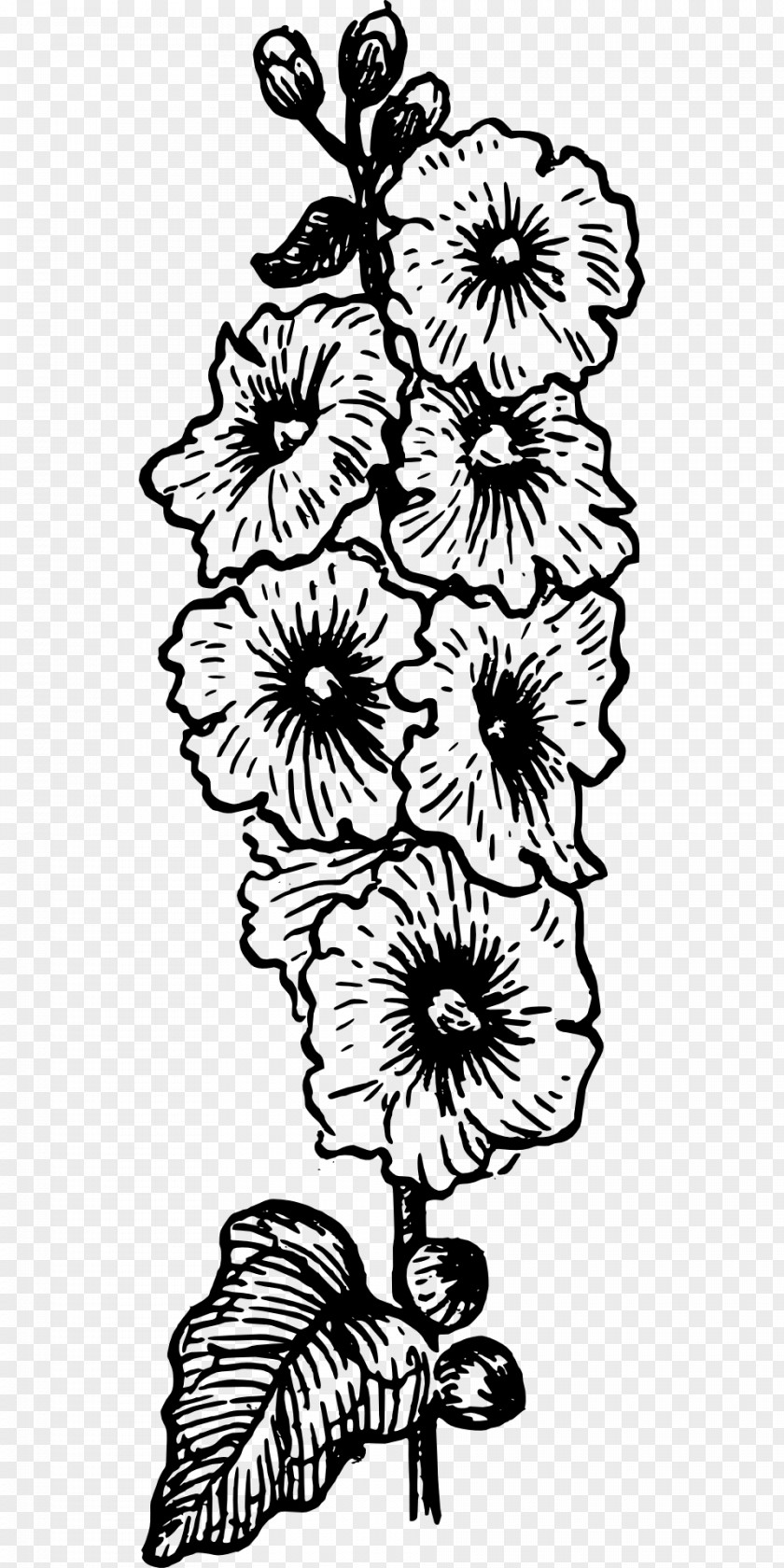 Botany Alcea Rosea Drawing Coloring Book Clip Art PNG