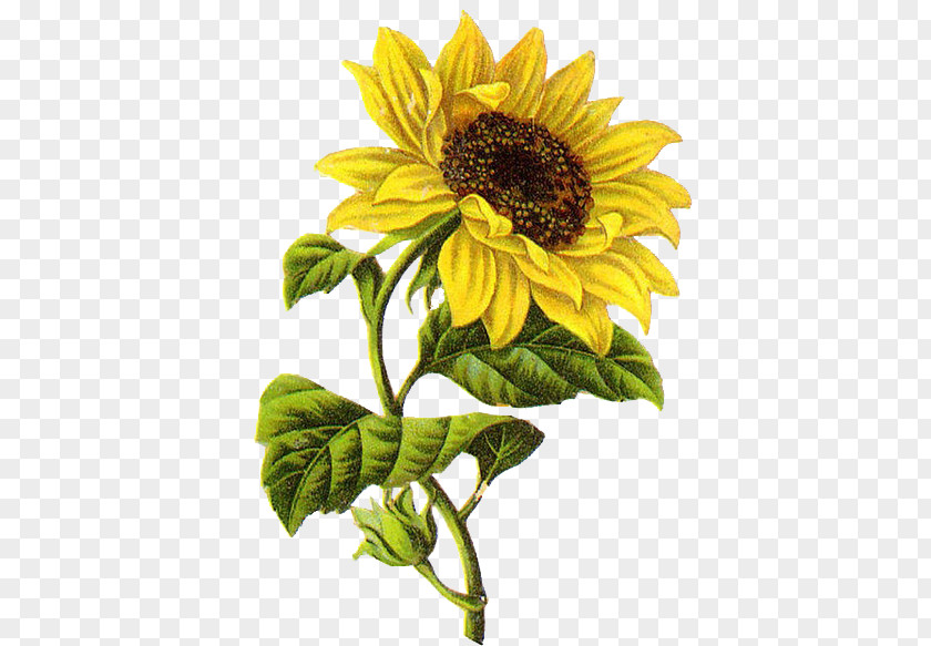 Sunflower Common Drawing Sketch PNG