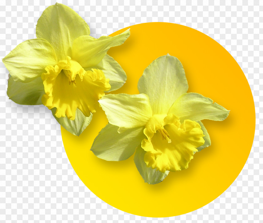 White Background Daffodil Clip Art Narcissus Drawing PNG