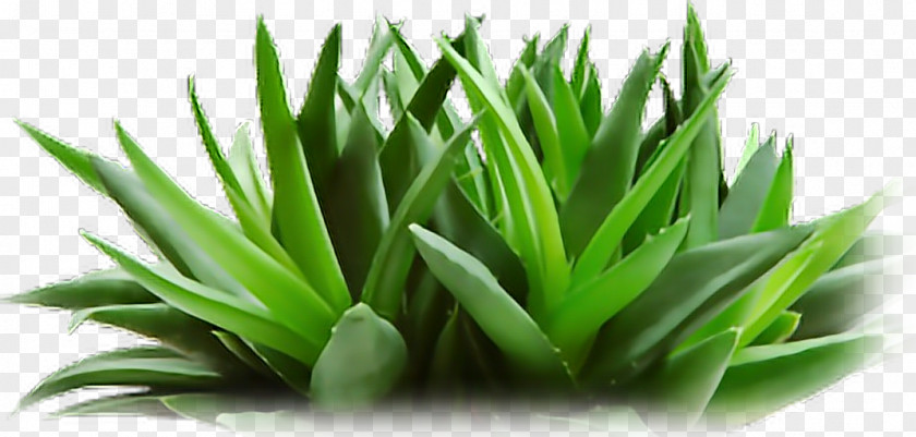 Aloe Background Vera Cosmetics Forever Living Products Skin Care Facial PNG