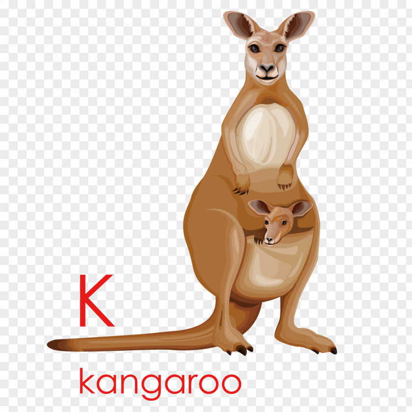 Creative English Kangaroo Cartoon Drawing Illustration PNG