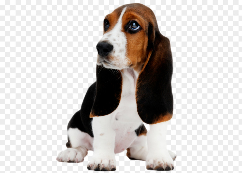 Dog Daycare Basset Hound Puppy Clip Art PNG