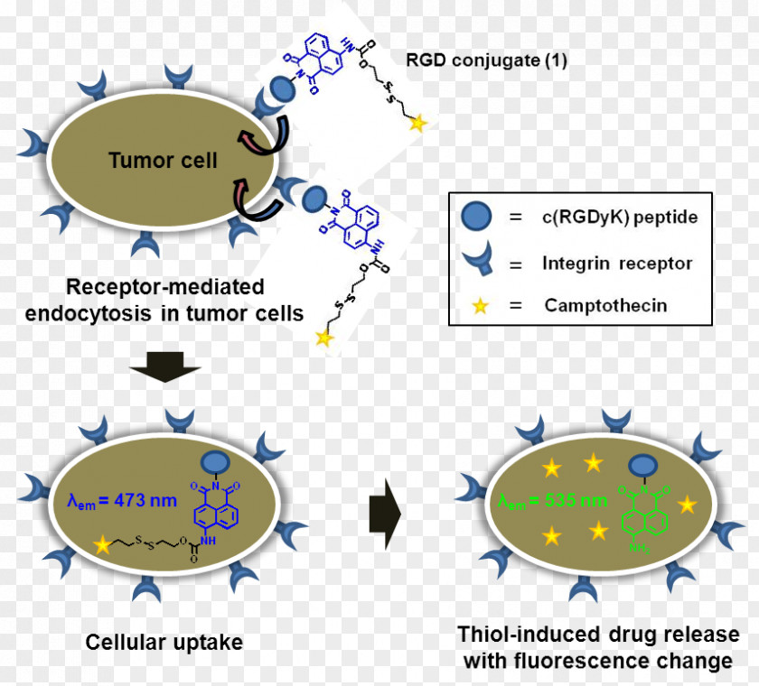 Drug-delivery Cyclic Peptide Biologic Arginylglycylaspartic Acid Glutathione PNG