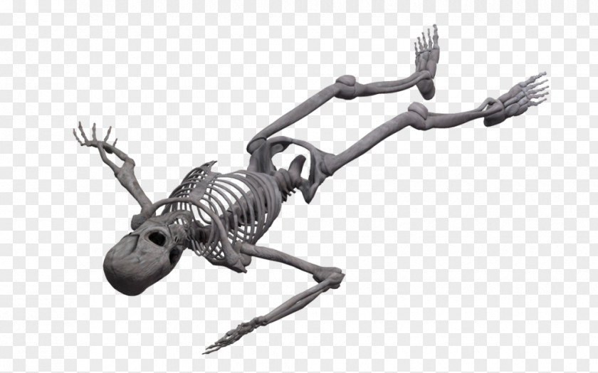 Human Bones DeviantArt Photography Skeleton PNG