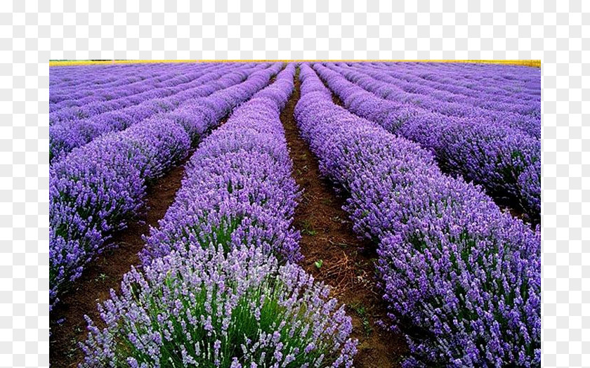 Lavender Field English Seed Flower Herb Plant PNG