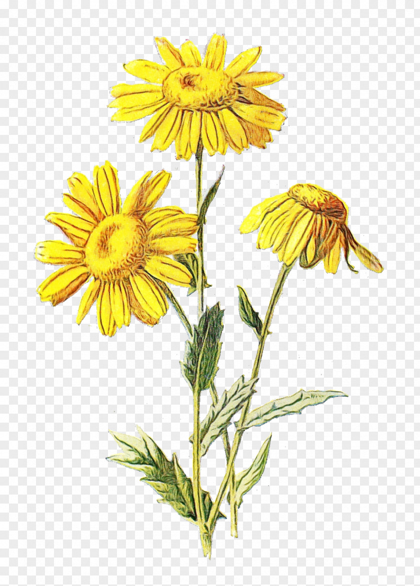 Perennial Plant Herbaceous Wildflower Transparency Familiar Wild Flowers Daisy Family PNG