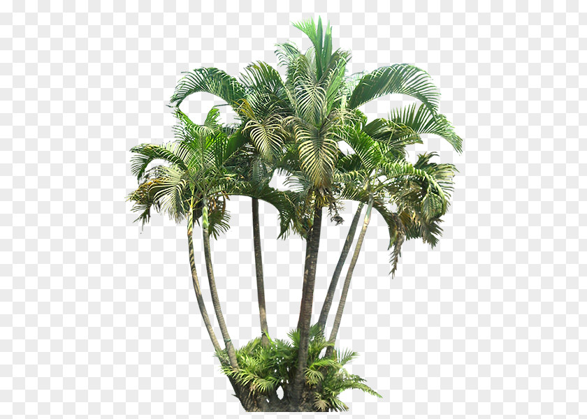 Plants Tropics Tropical Vegetation Areca Palm PNG