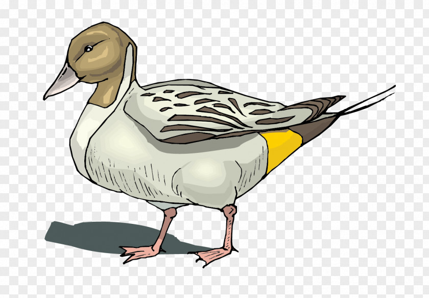 Poultry Duck Vector Material Mallard Goose PNG