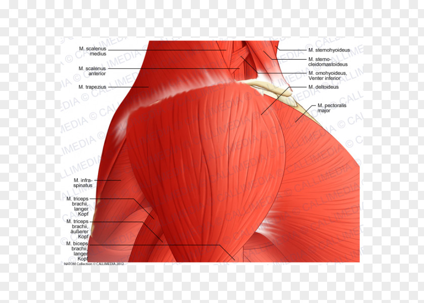 Arm Deltoid Muscle Shoulder Vein Supraclavicular Nerves PNG