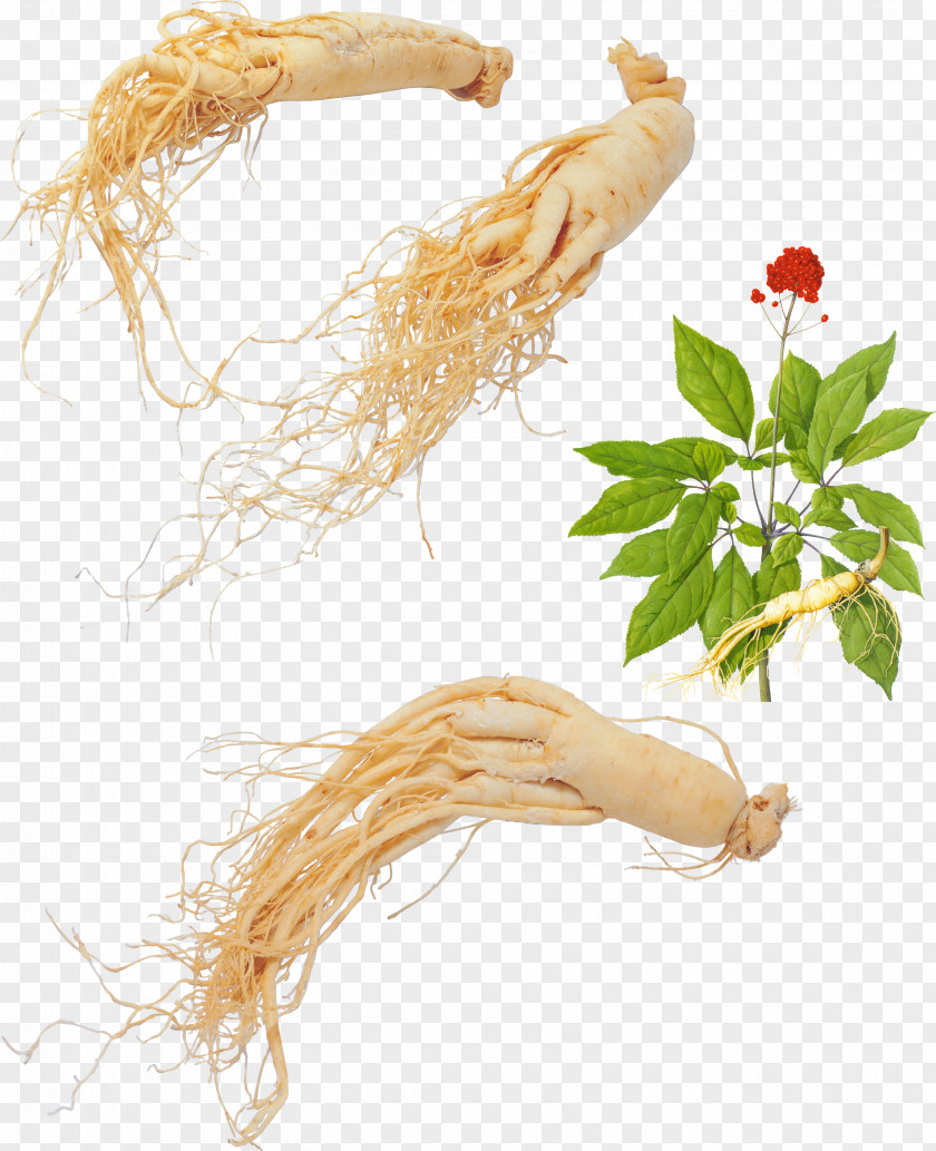 Ginseng PNG clipart PNG