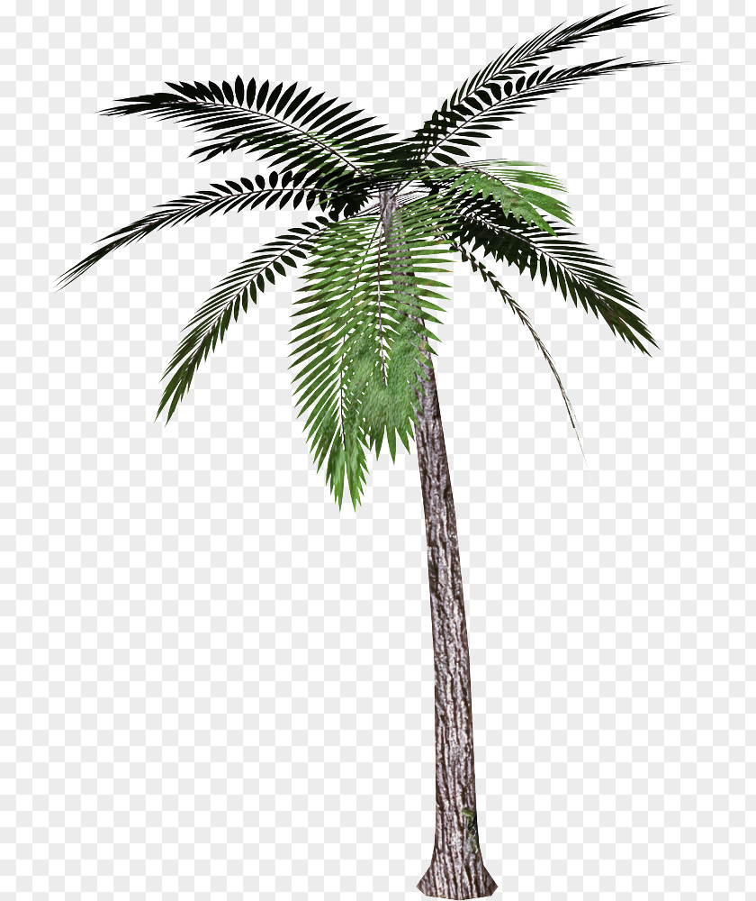 Leaf Date Palm Tree PNG