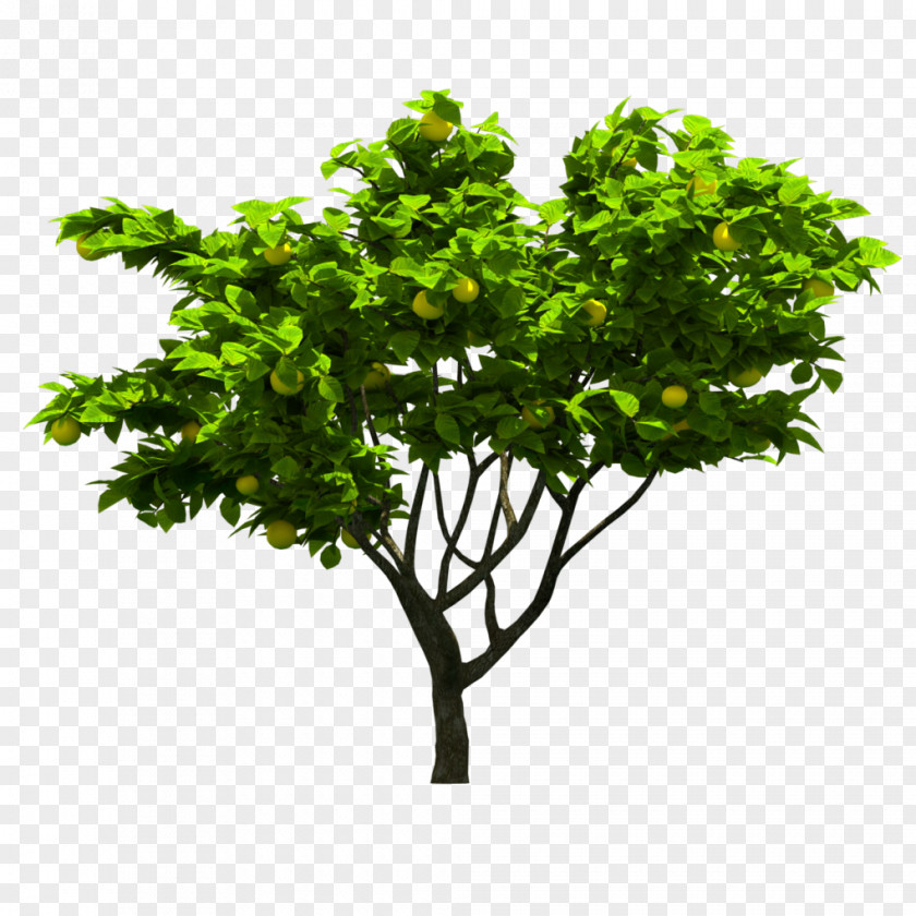 Realtree Vector Fruit Tree Graphics Clip Art PNG