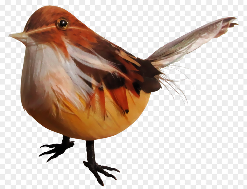 Colorful Bird European Robin PNG