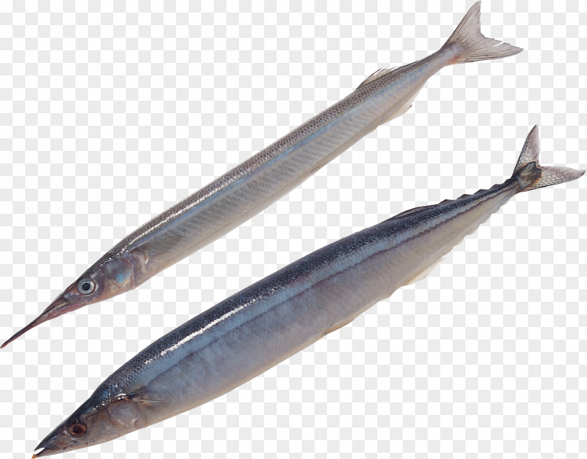Fish Pacific Saury Oily Sauries Sardine PNG
