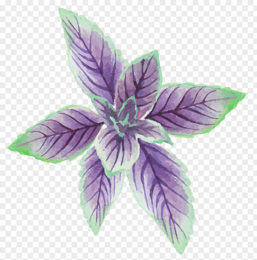 Hand-painted Mint Leaves Mentha Canadensis Euclidean Vector PNG
