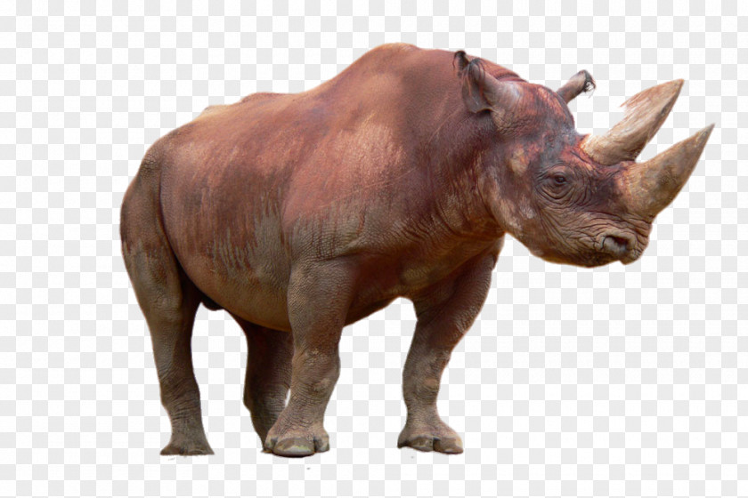 HD Animal Rhino Black Rhinoceros PNG