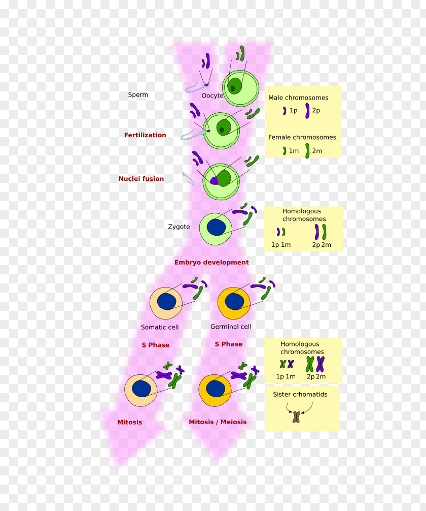 Mitosis And Meiosis Cell Chromosome PNG