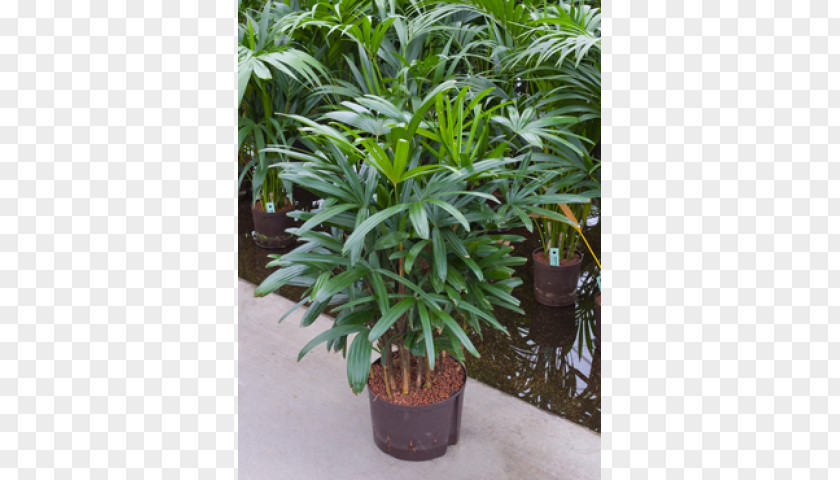 Plant Arecaceae Rhapis Excelsa Houseplant Chinese Evergreens PNG