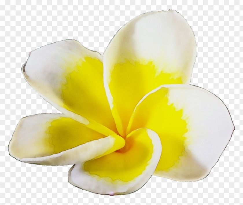 Cut Flowers Flower Petal Yellow Plant PNG
