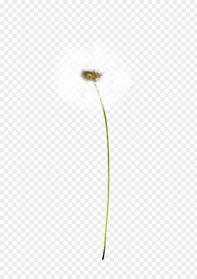 Dandelion Plant Stem Flowering PNG