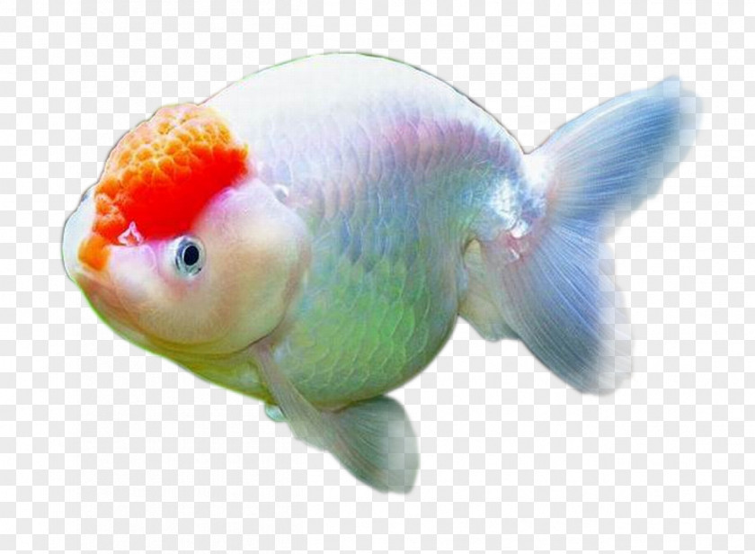 Fish Goldfish Download Clip Art PNG