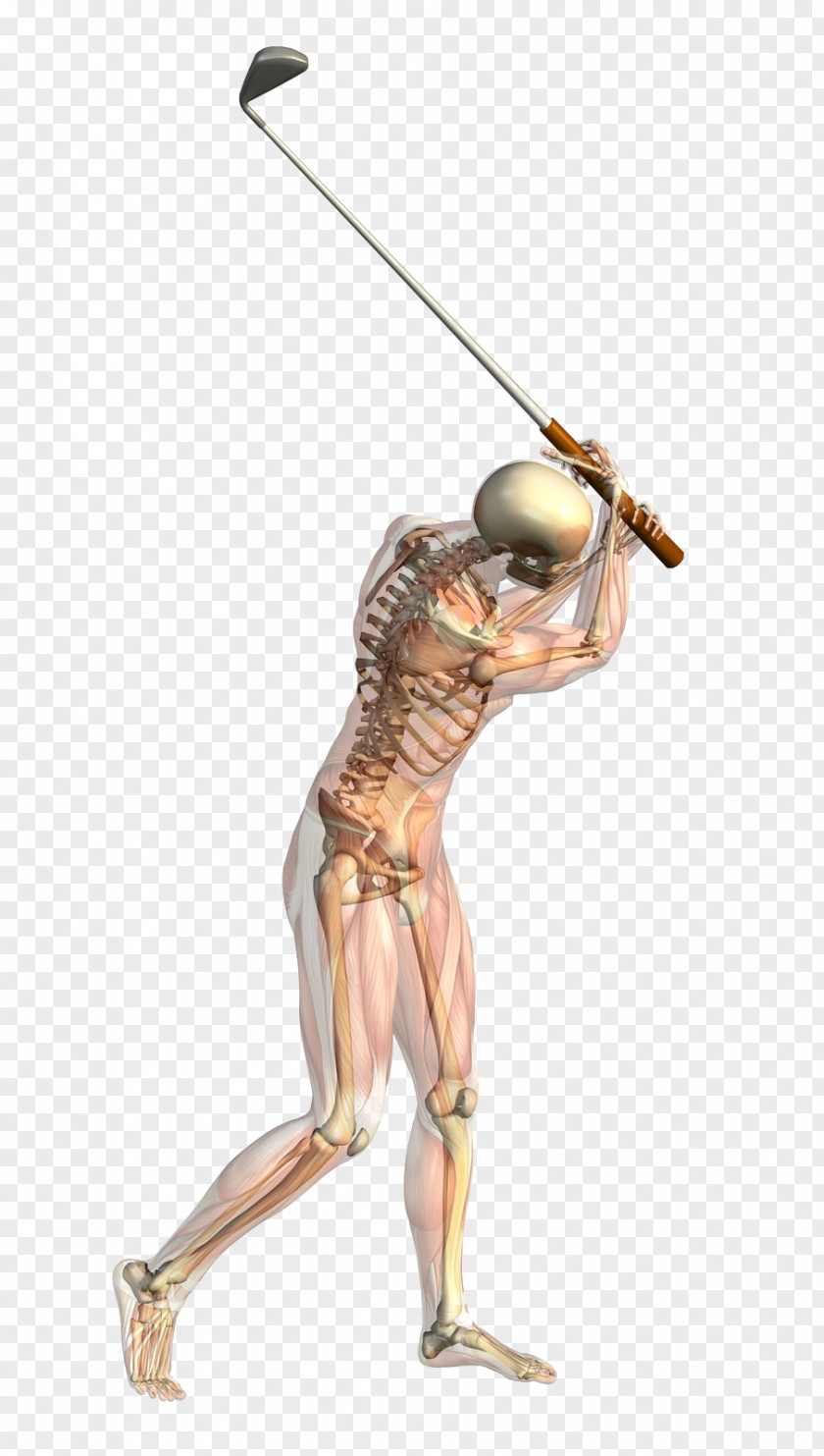 Golf Stroke Mechanics Skeleton And Muscles Anatomy Stock Photography PNG