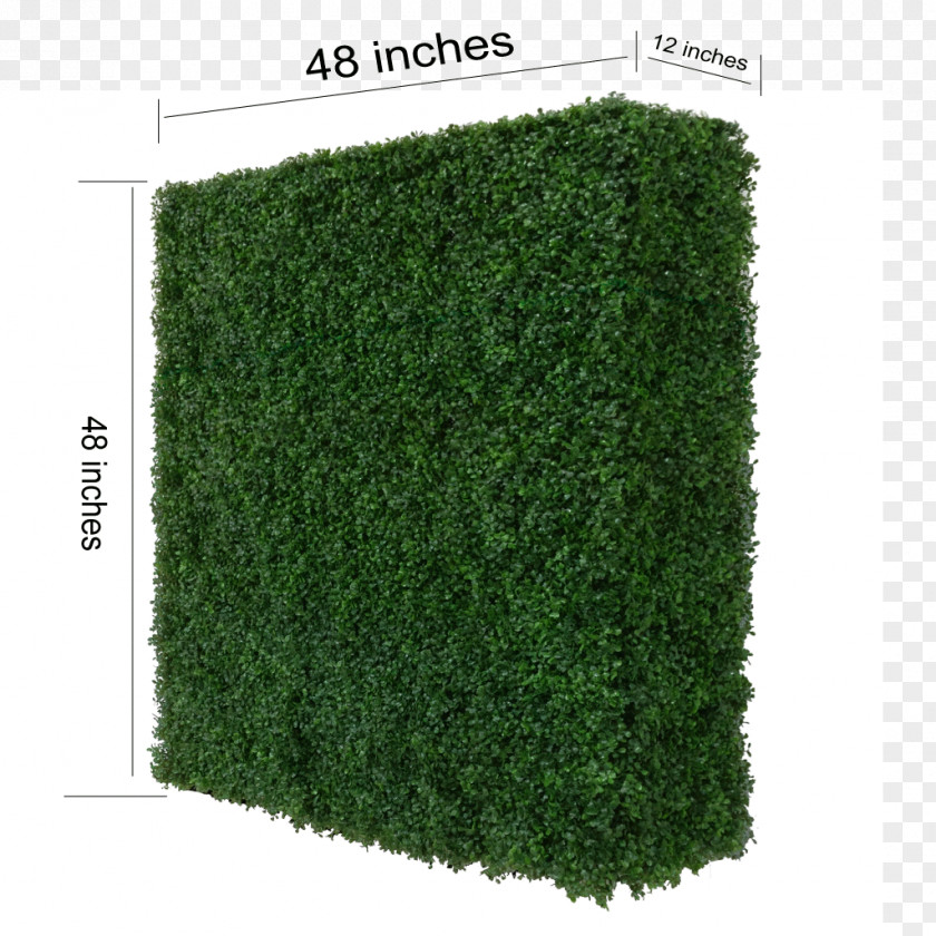 Hedge Evergreen Shrub PNG