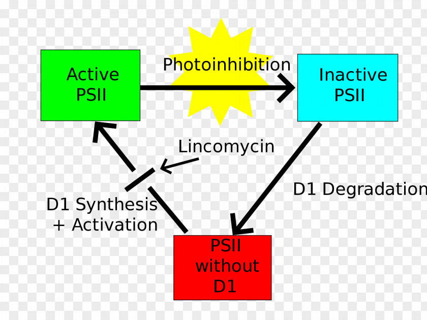 Photosynthetic Efficiency Light Photoinhibition Photosystem II Photosynthesis PNG