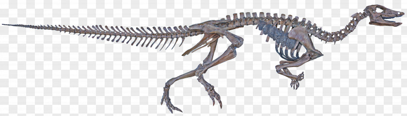 Tyrannosaurus Thescelosaurus Velociraptor Hell Creek Formation Late Cretaceous PNG