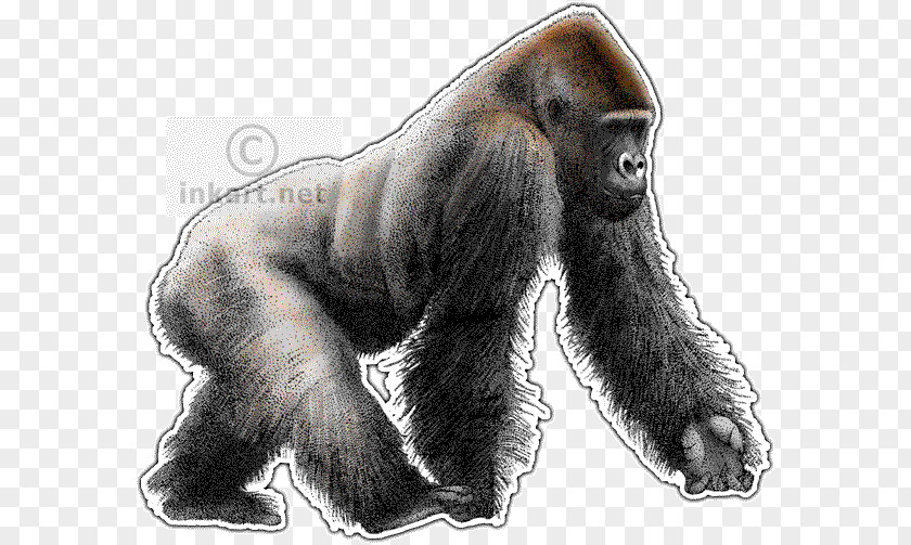 Gorilla Western Lowland Primate Ape Chimpanzee Drawing PNG