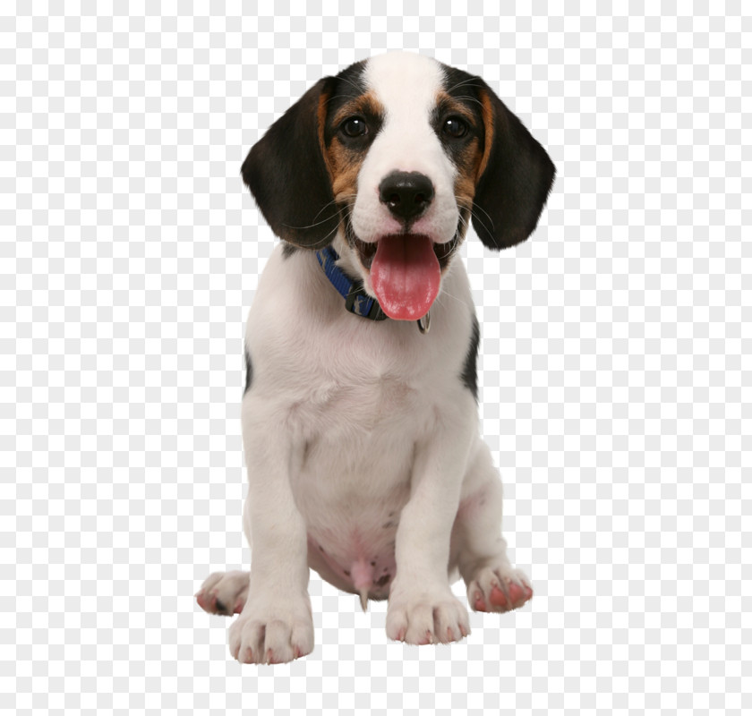 Puppy Love Treeing Walker Coonhound Dog Food PNG