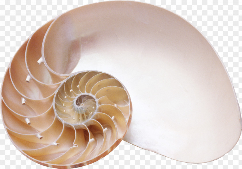 Seashell Chambered Nautilus Sea Snail Spiral PNG