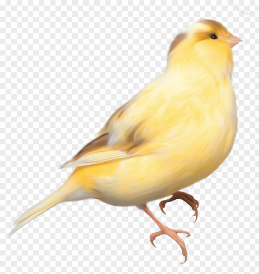 Yellow Bird Clipart Picture Papua New Guinea Clip Art PNG