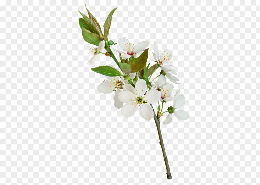 A Pear Flower White Leaf PNG