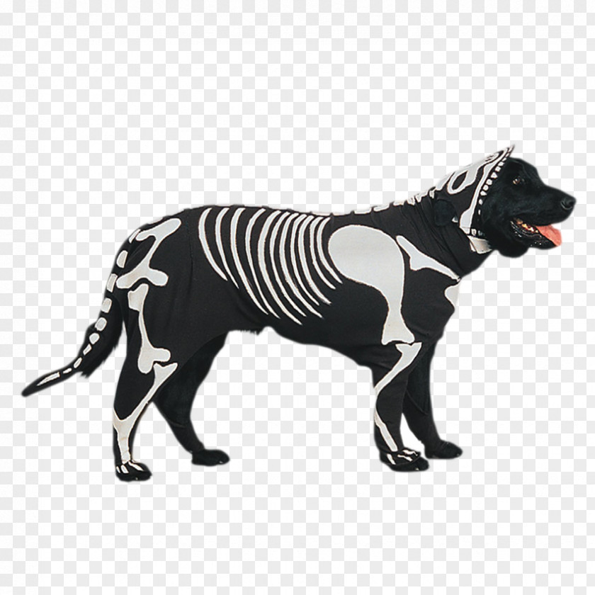 宠物 Dog Breed Pet Shih Tzu Costume Halloween PNG