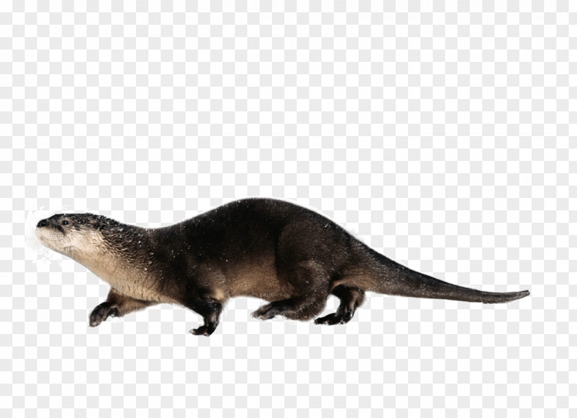 Lizard Pictures Otter Reptile PNG