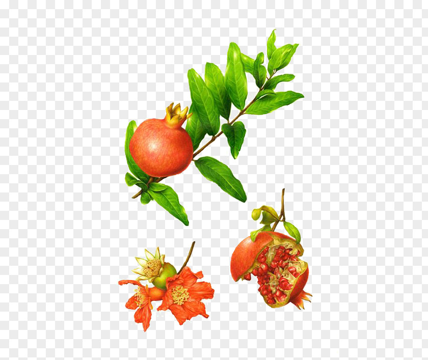 Pomegranate Botanical Illustration Behance Botany Illustrator PNG