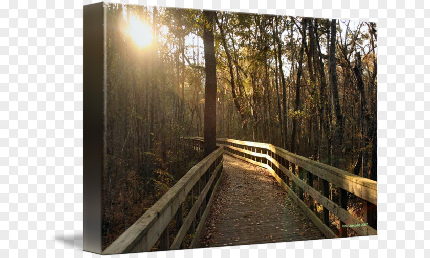 Wood Woodland Nature Reserve Tree Sunlight PNG