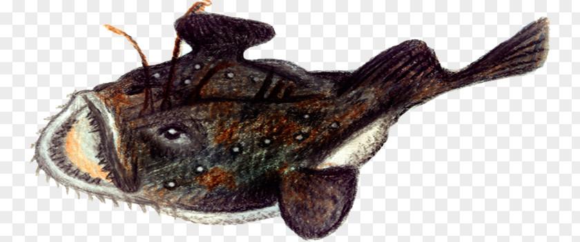 Af Anglerfish Norway Atlantic Cod PNG